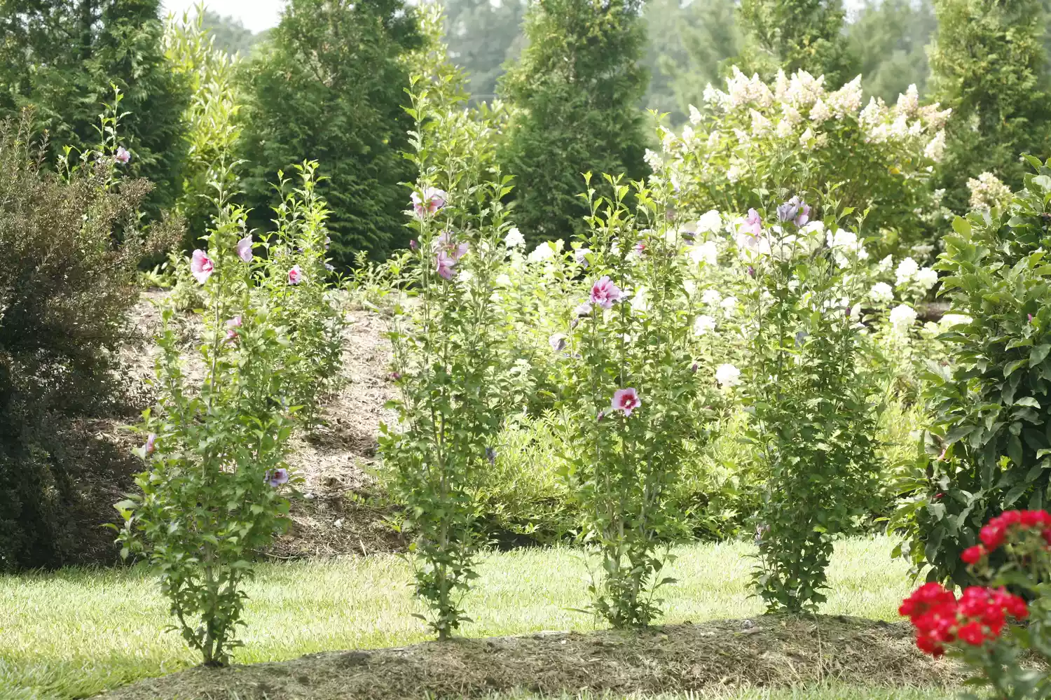 Purple Pillar® Rose of Sharon